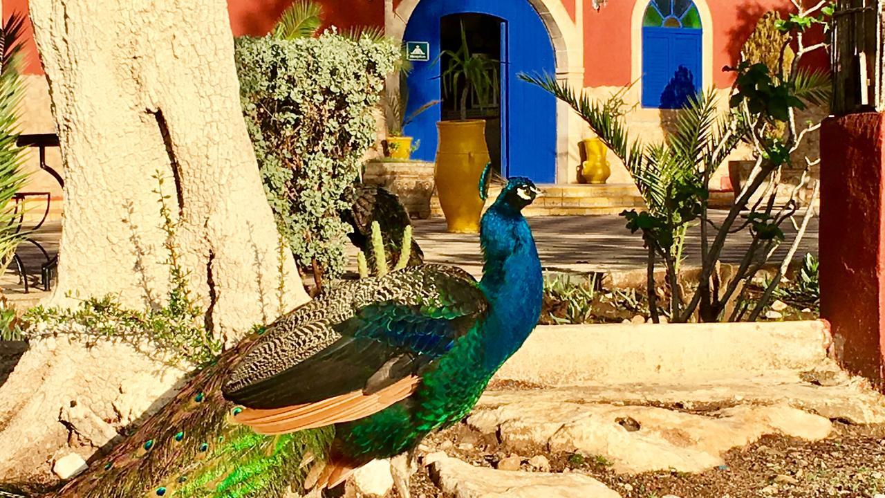 Camping & Hotel Le Calme Essaouira Exterior photo